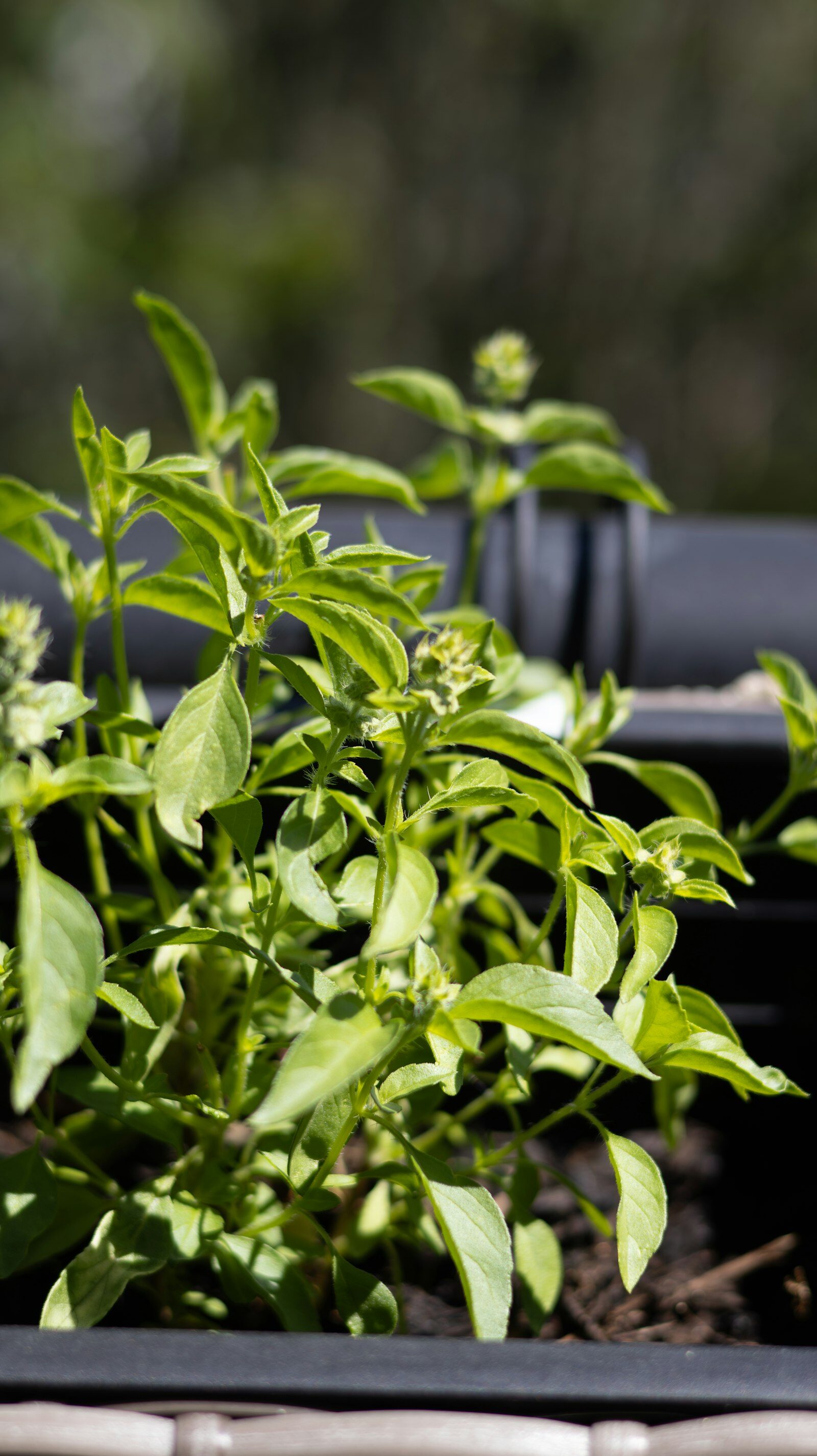 Close-up of a basil plant with bright green leaves.