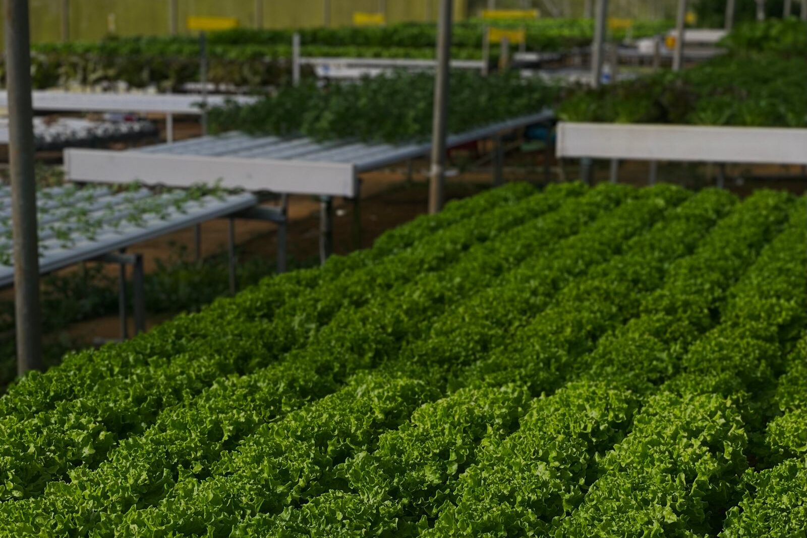 Indoor hydroponic lettuce growing in channels.