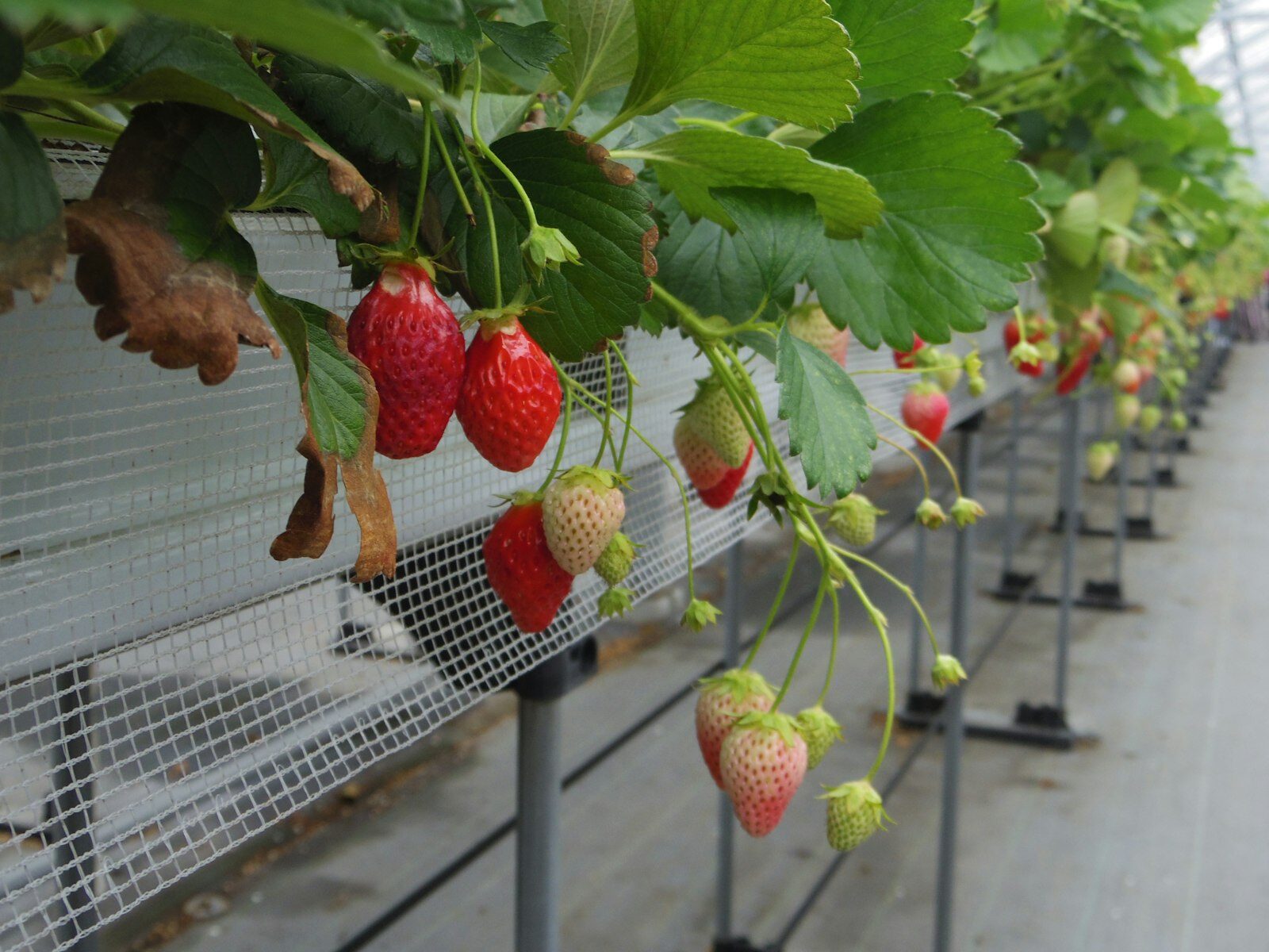 Ripe strawberries hanging from a greenhouse trough.