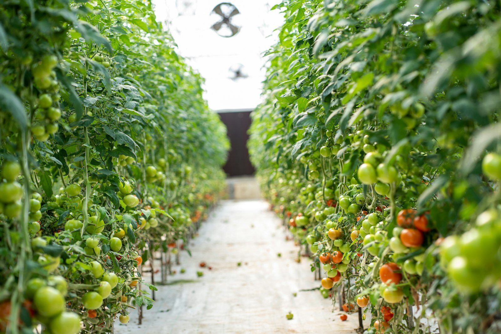 Tomatoes ripening on the vine in a greenhouse.